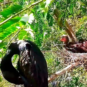 Little black cormorant, mother bird on one side protecting all her chicks. | Review Bird All