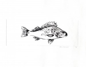 Kaltnadelradierung eines Drachenfisches - Etsy.de