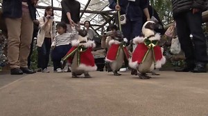 Penguins get into a festive flap in Japanese zoo