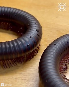 This centipede toy is too real! | This Is Brainy