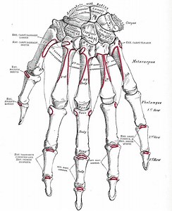 Extrinsic extensor muscles of the hand - Alchetron, the free social encyclopedia