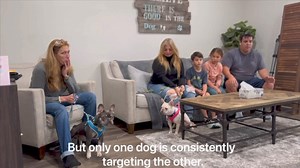 Fighting dogs: a slow motion breakdown to help owners see all the “tiny” moments that typically escape them, when they should address them, and what happens when they don’t. We often hear ”It came out of nowhere.”, or “There were no pre-action signs” etc. But there’s always a pre-action sign, how long between the sign and the action varies greatly, with some giving longer signals, and some moving lightening fast. In this clip I slowed down all the moments of tension and described when I would ha