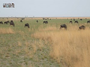 Secrets of the Zambezi Wild #NatureSecrets #ZambeziWildlife #Africa | WildByte