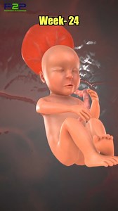 58K views · 767 reactions | At 24 weeks of fetal development, the...
