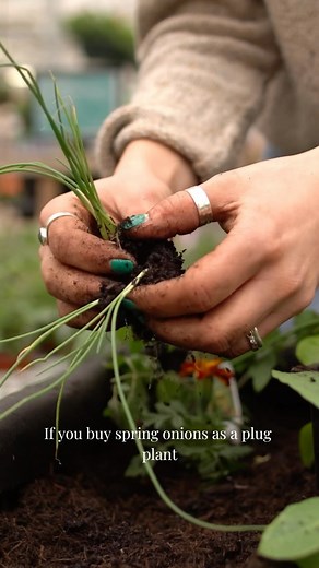 Buying plug plants? 華 Make sure to separate them before planting! Usually, there are a number of seedlings in each module of the tray, so make sure to separate these before planting to give them adequate space to grow! - - - #vegtrug #planting #garden #gardening #plantingtip #growyourown #growingveg #containergarden #containergardening #raisedbed #raisedbeds #raisedbedgarden | VegTrug | Facebook