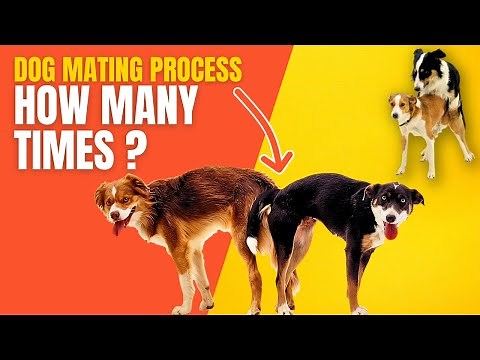 Dog Mating Process - How Many Times and Much More Captivating Facts! 🐾 | Topissimo Animals