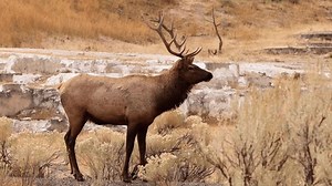 Wild Elks Neat Mammoth Hot Springs: vídeo stock (100% livre de direitos) 1108351915 | Shutterstock
