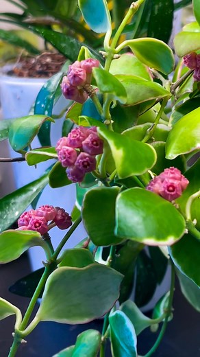 Hoya heuschkeliana albo flowers in my collection #reels #highlightsシ゚ #highlightseveryone #fbreelsfypシ゚ #fblifestyle #hoyaflowers #flowers #hoyaheuschkelianaalbo #hoyacollection #highlightsシ゚ #hoya #blooms #flores #floral #hoyaheads | Hoyas