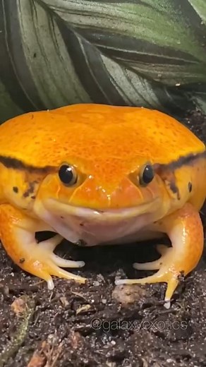 Its way too cold to be getting out of bed these days 🐸❄️🥶 #tomatofrog #frog #winter #snow | Animal kingdom A