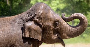 St. Louis Zoo elephant dies following agitation in herd triggered by loose dog