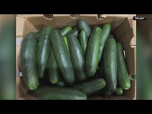 Cucumbers recalled in 14 states due to salmonella risk