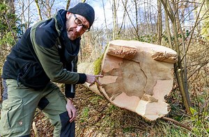 Sindelfinger Stadtwald: Einschlag sorgt für mehr Sicherheit