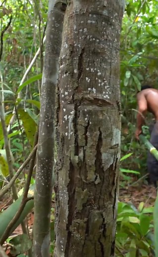 37 reactions | Primitive Unique Tool on Reels | Facebook