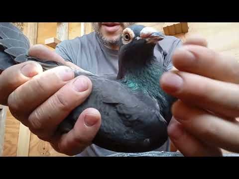 South African black diamond onyx cock #patesloft #racingpigeon black diamond lofts is where he from