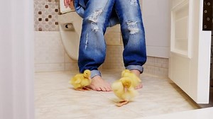 WC, in the toilet, the girl is sitting on the toilet, you can see her legs in jeans, she is barefoot. Next to her, on the floor three lovely little yellow duckling walk