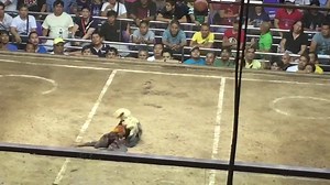 DRAGON WARRIOR GAMEFARM WIN NR 2 on Fight Nr 67, SAGUPAAN 6 COCK DERBY BIG EVENT, PASAY CITY. OUR DRAGON WARRIOR GREEN LEGGED OAKGROVE HATCH - VANDAMME LINE versus the entry Paniqui 5 Stag of Max Roxas of Tarlac. We almost got the championship if not for our first fight close fight loss, as we got a total of 4 WINS. FOLLOW & LIKE us at Facebook or CALL 09055485188 to know more about our winning bloodlines. #dragonwarriorgamefarm #webreedchampions #worldslasherscup2017 #FIESTAG #WORLDSLASHERSCUP2