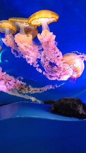 Happy Wild Wednesday! Our Desert tortoises, Walter and Charlie, got to take a stroll through the Deep Sea, Antarctic Adventure, and Discover Utah! Join them on a relaxing walk to meet some of their animal neighbors within LLPA! | The Living Planet Aquarium