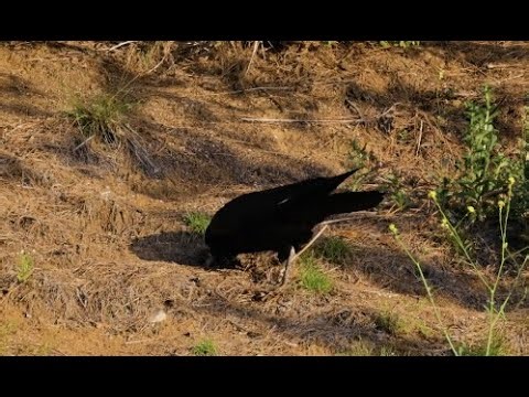Ravens hiding food compilation