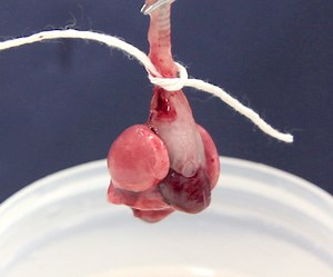 Diagnostic Necropsy and Tissue Harvest in Rodents