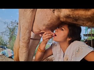 udder drinking milk Cow | cow milking by mouth | village vlog routine