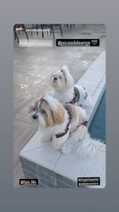 Simba Lovers on Reels