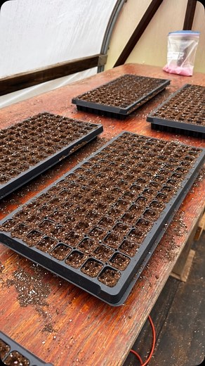 And here we go ! The beginning of the 2025 broadleaf tobacco crop ! Seeded the first 3 acres of plants today! | Ken Horton