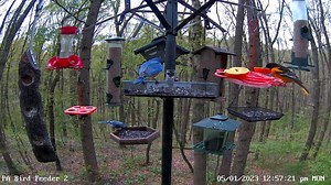 The Baltimor orioles have been non-stop today at our PA Bird Feeder 2 cam located in south-western PA. Come watch them live here: https://pixcams.com/pa-bird-feeder-2/ | PixCams