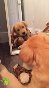 1.1K views · 31 reactions | 殺殺殺 | The Dodo Pet | Facebook