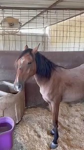 Legacy Ranch & Rescue Inc on Reels