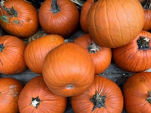 Know 2022 Pumpkin Prices In Brick Before Heading To The Patch