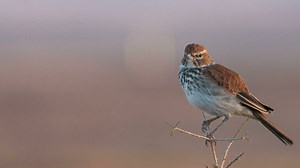 South African birds-cum-weight-watchers lark about in climate change study