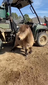 1.1K views · 39 reactions | Trinity Rescue and Equine Sanctuary on Reels | Facebook