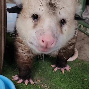 Squatter is enjoying his supper this evening 💞😇💖 #HelloDolly | Roxie and Friends