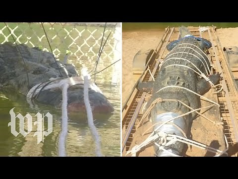 1,300-pound 'monster' crocodile caught after eight-year hunt