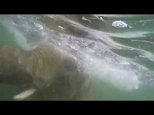 Asian elephant Samudra swims underwater at Elephant Lands