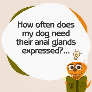 The frequency of anal gland expression can vary widely among dogs,...