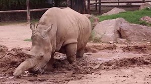 3.6K views · 385 reactions | Today is #SaveTheRhinoDay! Reid Park Zoo...