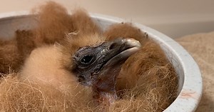 First Egyptian Vulture Bred In Captivity In San Diego