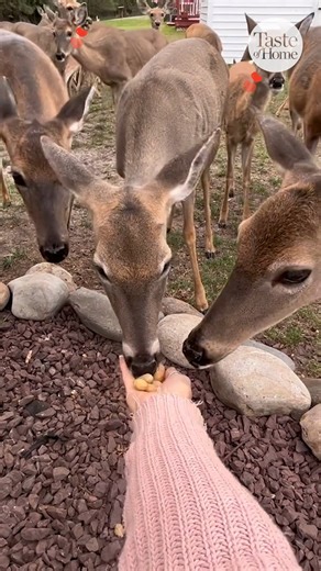 41K views · 611 reactions | BRB, manifesting this for 2024. | Taste of Home | Facebook