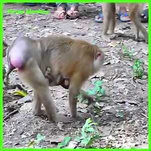 12K views · 67 reactions | Best Spoil Baby Monkey Not Yet Agree To Stop Requesting Milk Breasting!! | RESEP Monkey | Facebook