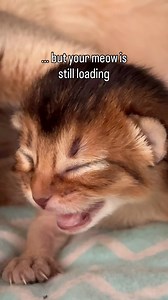 When you can do baby sounds… but your meow hardware isn’t installed yet 🥹🐾 #abyssinian #asmr #catlover | Barcelona Cat