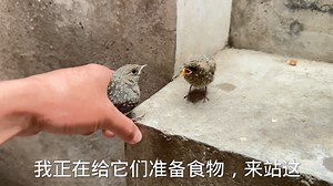 6.1K views · 103 reactions | Episode 3: cute Plumbeous Water Redstart chicks (红尾水鸲,Phoenicurus fuliginosus) and their parents are attacked by a stray cat, in Hubei province. Bird-lover 蒙面鸟哥 came and rescued 3 chicks, and helped raise them (stay tuned for updates). ❤❤❤ #China #nature #birds #wildlife #travel #peace #beauty #beautiful #love | Lin hillside | Facebook