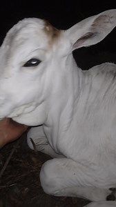 77K views · 7.7K reactions | Não tem hora, a lida é assim mesmo, e dessa vez a lida foi com o Mama de Noite. Graças a Deus mais um bezerro que conseguimos escapar. #bezerro #vidanafazenda #gado #vidanocampo #nelore #colostro #lida #rotina #vidanaroça | Felipe Amurim | Facebook