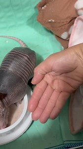 Update on Arnold the 9 banded armadillo The bony armor-like plates covering a nine-banded armadillo are one of its most unique adaptations. The smooth shell offers protection and helps it slip into the cover of the underbrush. Unlike some armadillo species, the nine-banded cannot curl itself into a ball. With its keen sense of smell, an armadillo can locate almost 500 different foods, most of which are insects and other invertebrates. This mammal forages by digging with its long claws, pushing i