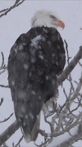 Mesmerized by eagles atop snowy trees, on the lookout for their next meal – pure winter enchantment! ❄️🦅 #NatureMagic #jcsolbergphotography #wildlife #alaskaphotography #alaskaphotographer #wildlifephotography #wildlifephotographer #nature #winterwonderland #snowing #birdsofprey #baldeagle #sharingalaska #alaskaproud | Alaskan Adventures And More