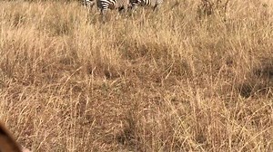 Leather Wallet With Zebras #saddlebackleatherco #leather #wallet #leatherwallet #slimwallet #minimalist #zebra #rwanda | Saddleback Leather Co.