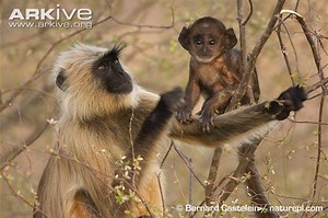 Southern plains gray langur - Alchetron, the free social encyclopedia