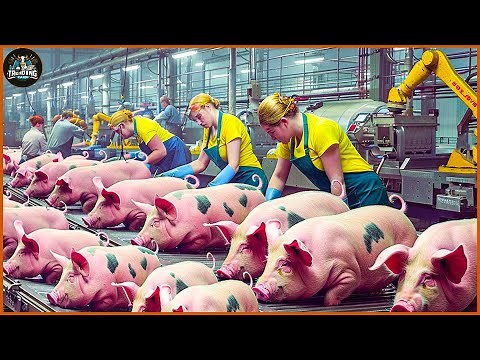 How Farmers Transport And Process Ham From Millions Of Pigs - Pig Farm | Processing Factory