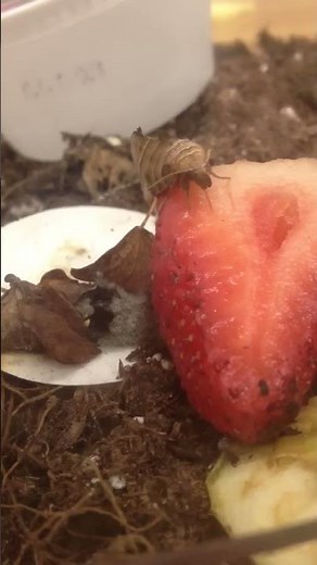 Vampire Moth, Calyptra canadensis, Piercing a Strawberry