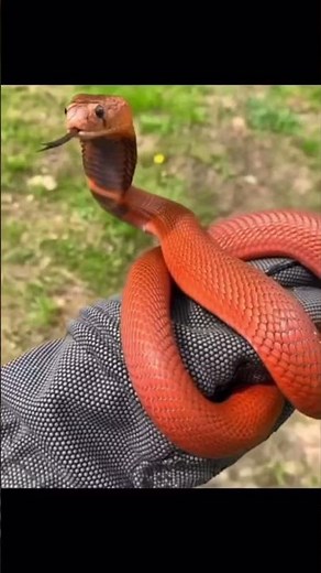 Check this red spitting cobra out!!??😱🐍☠️ #shorts #animals #reptiles #snakes #nature #pets